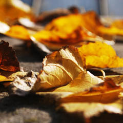 在线电话轰炸工具